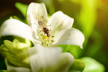 bee on a flower