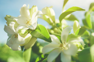 White flower, Many white flowers bloom in the garden in the morning sun.