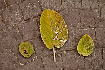 Three fallen leaves abstract floral composition, autumn in the park.