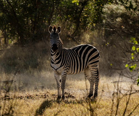 A zebra pauses from eating to look at the photographer in Botswana