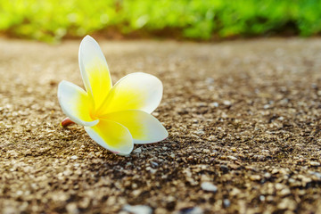 Plumeria flower on floor in garden, Plumeria on the ground beside the park green background, White Plumeria flowers on old concrete