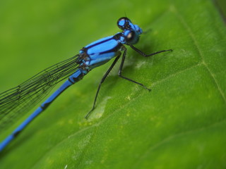 Blue Dragonfly