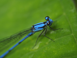 Blue Dragonfly