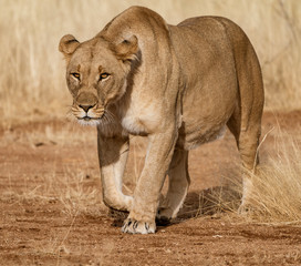 Female lion walks across dirt toad in Botswana
