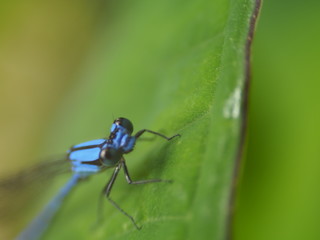 Naklejka premium Blue Dragonfly