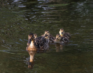 mallard female with ducklings on the water 