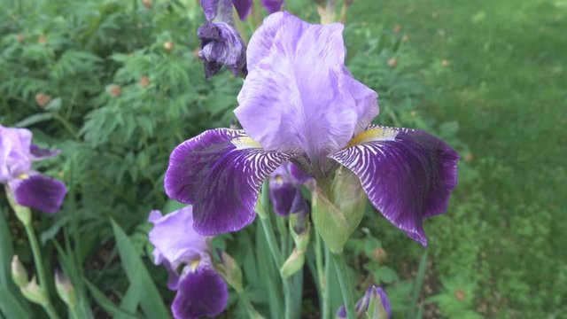 Blue Irises in a flower bed in the Park. Shooting from the bottom up to the sky