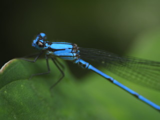 Blue Dragonfly