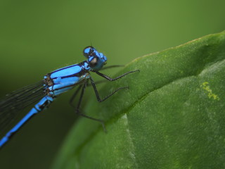 Blue Dragonfly