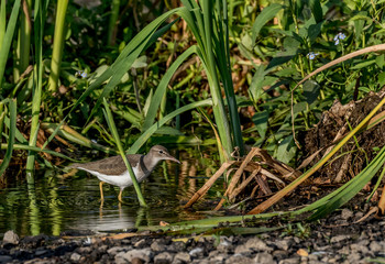 spotted sandpiper young in tall grass at the lake 