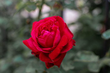 Red rose