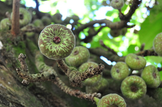 primer plano de fruto de higuera, con m&aacute;s frutos detr&aacute;s