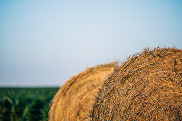 large yellow round hay bales on a farm