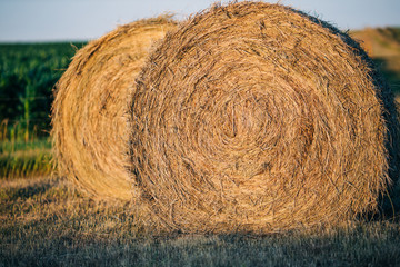 large yellow round hay bales on a farm