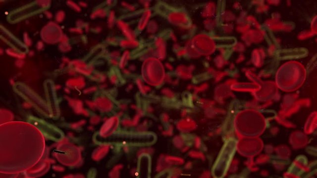 Bacteria microbe flora and microflora of a health gut