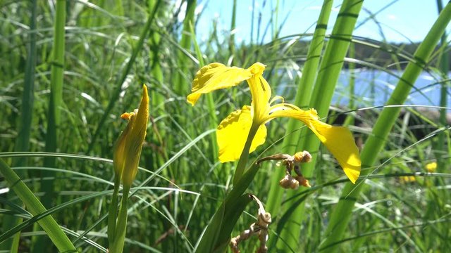 Yellow water iris, Corn flag (ГЌris pseudacorus). Inflorescence, one flower and two ovaries