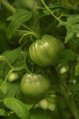 Tomato plants in greenhouse. Green tomatoes plantation. Organic farming, young tomato plants growth in greenhouse.
