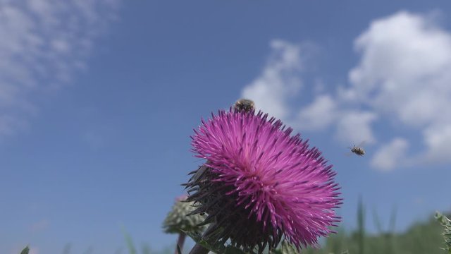 Blossom feeder (Epicometis hirta), beetle on the flower of Thistle, pest of many agricultural plants, strongly eating their flowers