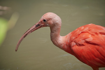 one flamingo in a river