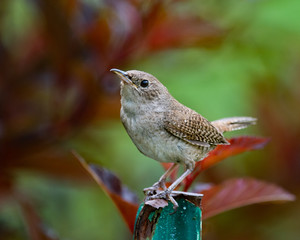 House wren sitting on fence post