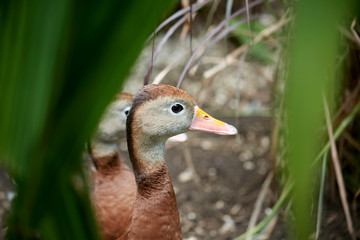 little duck in nature