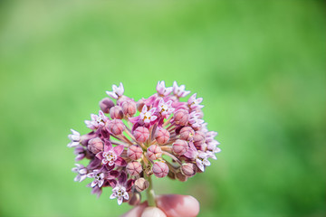 Milkweed Plant flower on the prairie in North Dakota
