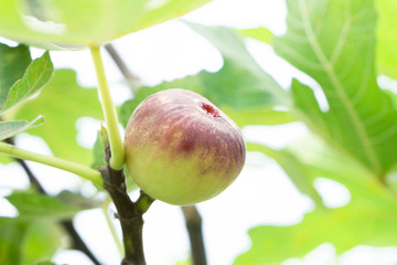 Closeup fig fruit on tree branch, selective focus