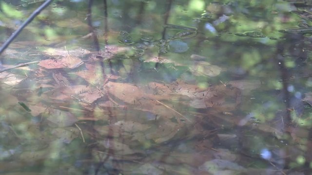Mosquito larvae (bloodworm,(Chironomidae) float to surface of stagnant pond to breathe, inhabitants of waters, hydrobionts and valuable food for fish and birds, but the Lord's punishment for people