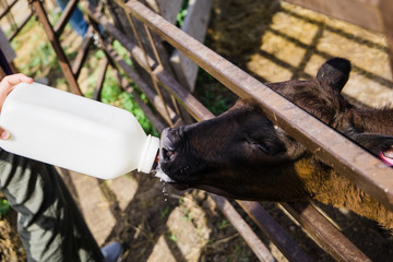 Single One new baby Black Cow calf Cattle on a Farm in Rural America North Dakota being fed by a bottle still nursing. © Ursula Page