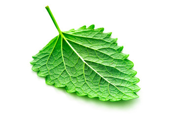 green mint leaf on isolated white background