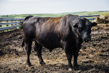 Single One Black Cow Cattle on a Farm in Rural America North Dakota