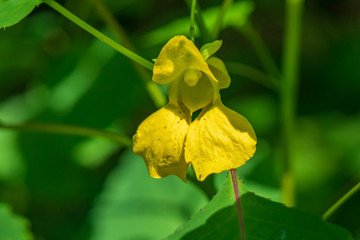 Pale Jewelweed wildflower close-up
