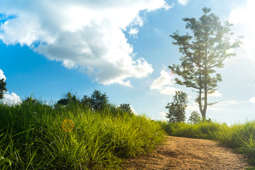Obraz premium The view of the bright sky, the sun shines on the path with green grass fields.