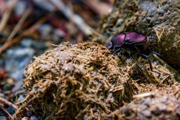 Dungbeetle close-up