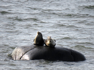 Two seal relaxing on a rock in St-Ulric, Quebec