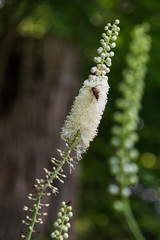 Mountain Bugbane wildflower close-up