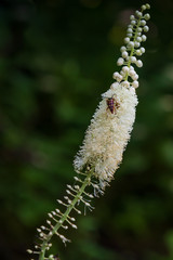 Mountain Bugbane wildflower with bug close-up