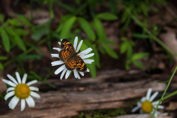 Orange brown spotted butterfly on daisy close-up