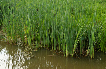 Sedge on the shore of the pond.