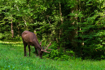 Bull elk grazing