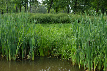 Sedge on the shore of the pond.
