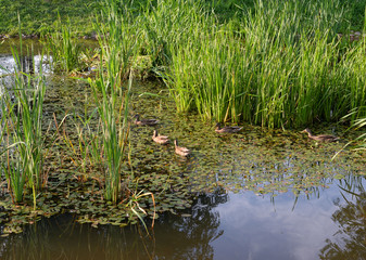 Wild ducks in a sedge thicket.