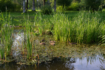 Wild ducks in a sedge thicket.