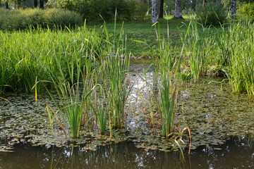 Sedge on the shore of the pond.