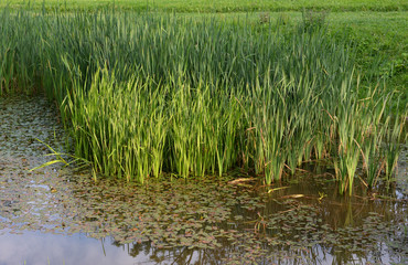 Wild ducks in a sedge thicket.