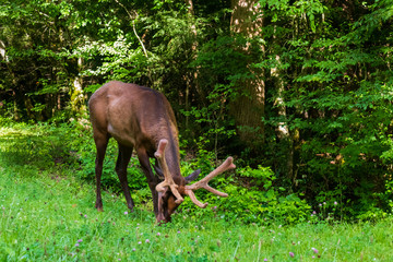 Obraz na płótnie Canvas Bull elk grazing