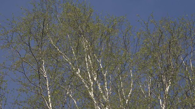 Crown of spring birch, Common birch (Betula verrucosa) or European white birch young green leaves unfolded, russian berezka tipus. Forest-steppe of the lower Volga river. Russia
