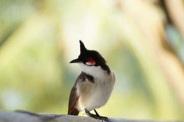 Rotohrb&uuml;lb&uuml;l auf Mauritius