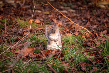 Squirrel eating in the green grass and dry autumn leaves while looking at the camera