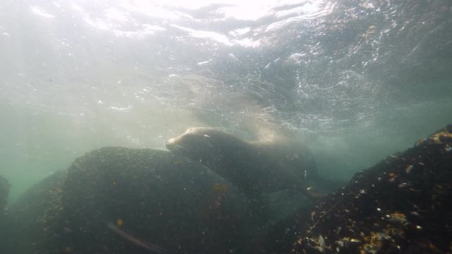 Wide Angle: A Sea Lion Going up for Air While Sitting on a Reef - Monterey, CA